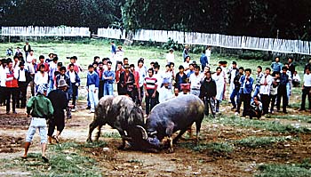 'Bull Fighting in West Sumatra' by Asienreisender